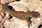 Uromastyx