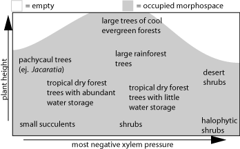 Plant height vs. xylem pressure